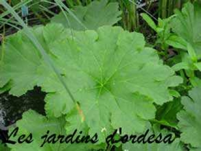 Darmera peltata (peltiphyllum) 